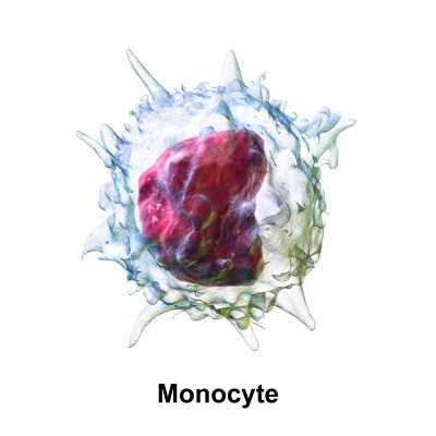Если в крови у ребенка повышены моноциты