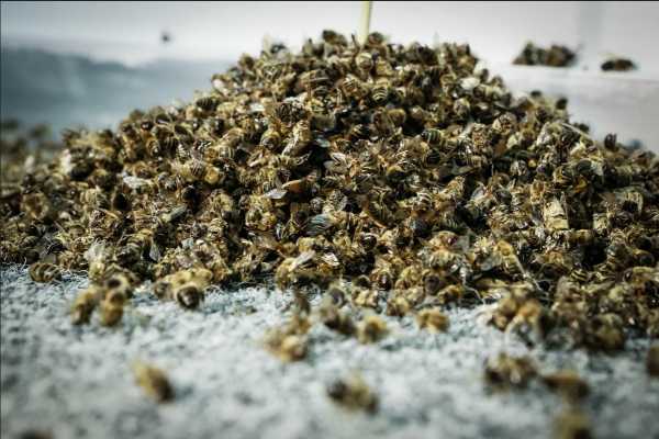 Настойка из пчелиного подмора польза и вред