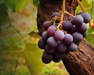 Настойка на винограде изабелла рецепт
