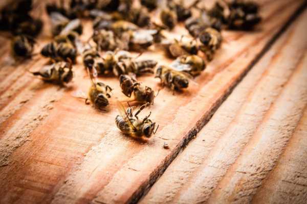 Пчелиный подмор настойка на водке при каких заболеваниях как принимать